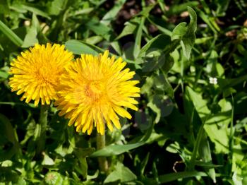 yellow dandelion flowers on green grass in the spring close up