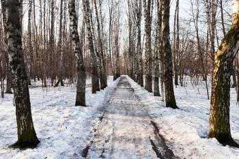 snow covered alley in birch forest in sunny morning