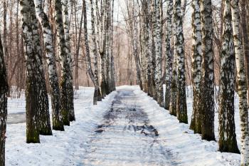 snow covered alley in birch forest in spring day