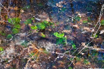 ice frozen puddle with green plants in forest in early spring
