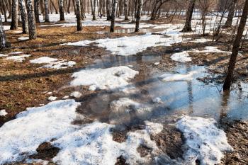 early spring with snow melting in birch forest