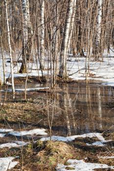 snow melting in birch forest in early spring