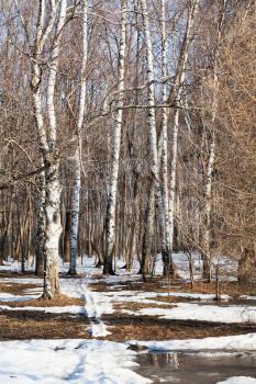 early spring landscape in birch forest