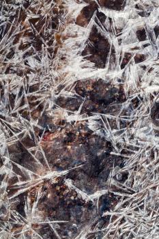 frost ice crystals under frozen stream in spring forest