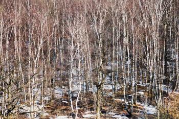 leafless trees and melting snow in spring woods