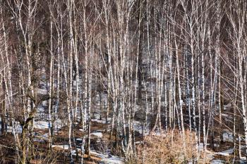 above view of bare birches and melting snow in spring forest