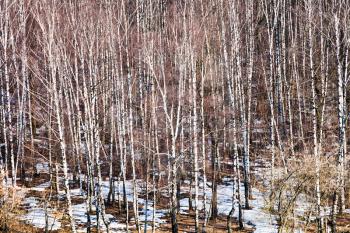 above view of bare birches in early spring forest