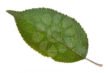 green leaf of apple tree isolated on white background
