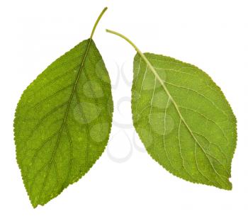 two sides of green leaves of plum tree isolated on white background