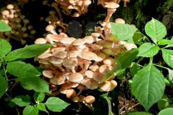 fungi on tree stump in summer forest