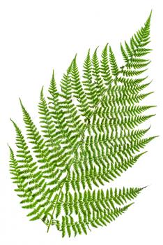 green sprig of fern isolated on white background