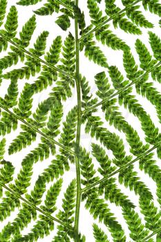 pattern of green twig of fern isolated on white background