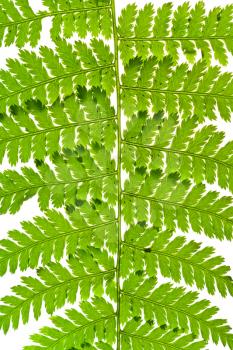 macro view of green fern leaves isolated on white background