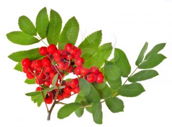 red rowan berries and green leaves isolated on white background