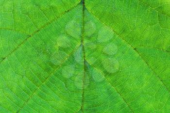 background from macro view of hazel green leaf