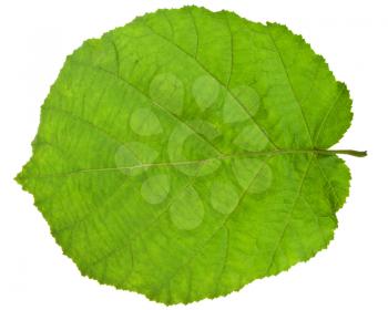 back side of green leaf of hazel tree isolated on white background