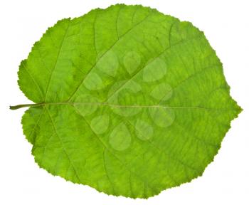 back side of green hazel leaf isolated on white background