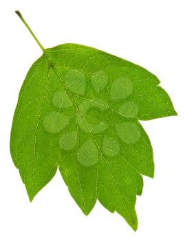 green ash tree leaf isolated on white background