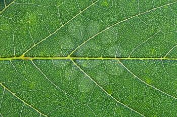 macro view of oak green leaf
