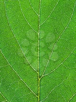 background from oak green leaf