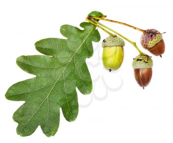 green oak leaf and acorns isolated on white background