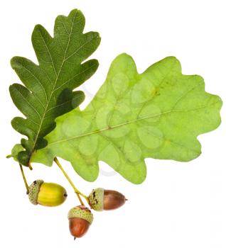 oak leaves and acorns isolated on white background