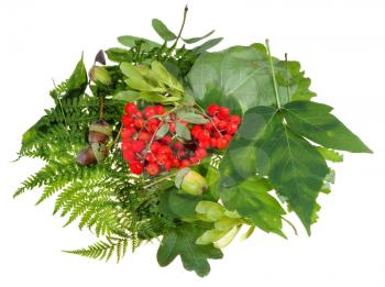 summer still life from green leaves, red rowan berries and acorns isolated on white background