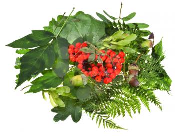 floral still life from green leaves, rowan berries and acorns isolated on white background