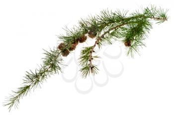 cones on branch of conifer tree isolated on white background