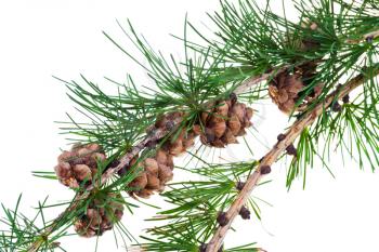 pine cones on twigs of conifer tree isolated on white background