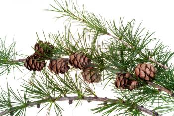 cones on green twigs of conifer tree isolated on white background
