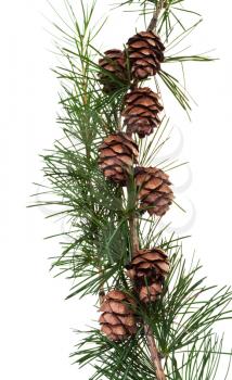 branch of conifer tree with pine cones on isolated on white background