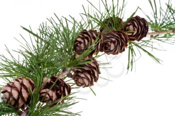 branch of conifer tree with pine cones on isolated on white background close up
