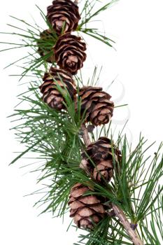green branch of conifer tree with pine cones on isolated on white background