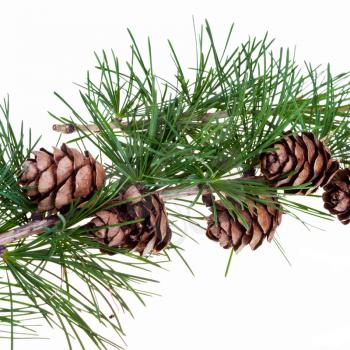 pine cones on branch of conifer tree isolated on white background