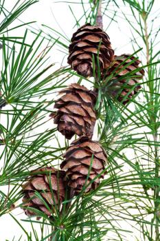 twig of larch with cones on isolated on white background