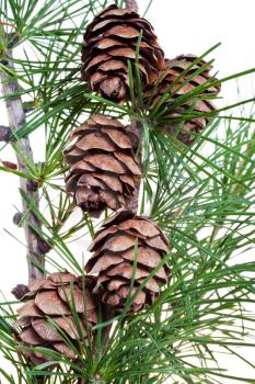 green twig of larch with cones on isolated on white background