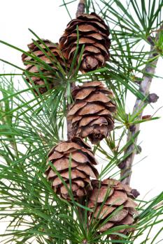 larch cones on twig isolated on white background