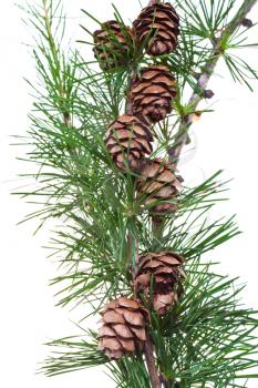 larch cones on branch isolated on white background