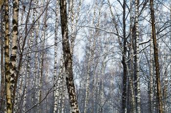 many birch trunks in early spring forest