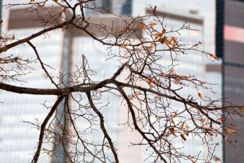 autumn tree with last leaves with glass office building background