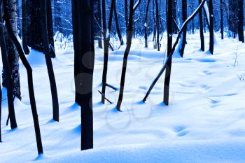 black oak trunks in blue cold winter forest