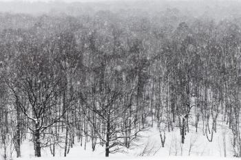 snowstorm under oak forest in winter day