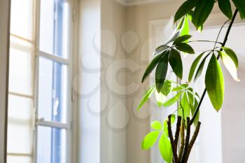 green leaves of houseplant in white flat