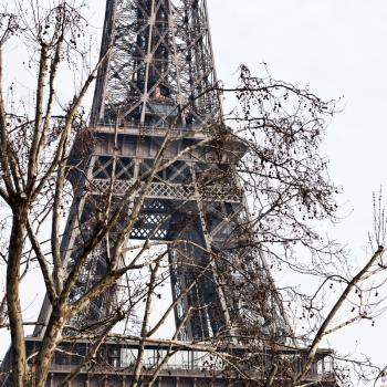 tree branch and Paris Eiffel tower in march day