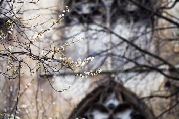 spring blossom and medieval wall of Cluny mansion, Paris