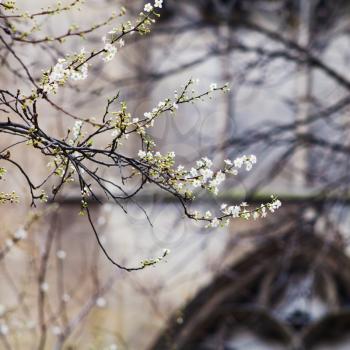 spring blossom and medieval wall of Cluny mansion, Paris