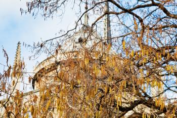 tree and Notre-Dame in early spring in Paris