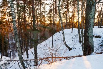 snowy hill in winter forest at yellow sunset
