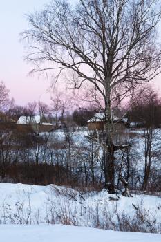 birch in rustic landscape at pink winter sunset